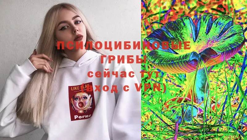 Галлюциногенные грибы Psilocybine cubensis  Жуковский 